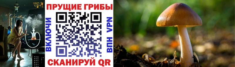 продажа наркотиков  Балашов  Псилоцибиновые грибы GOLDEN TEACHER 